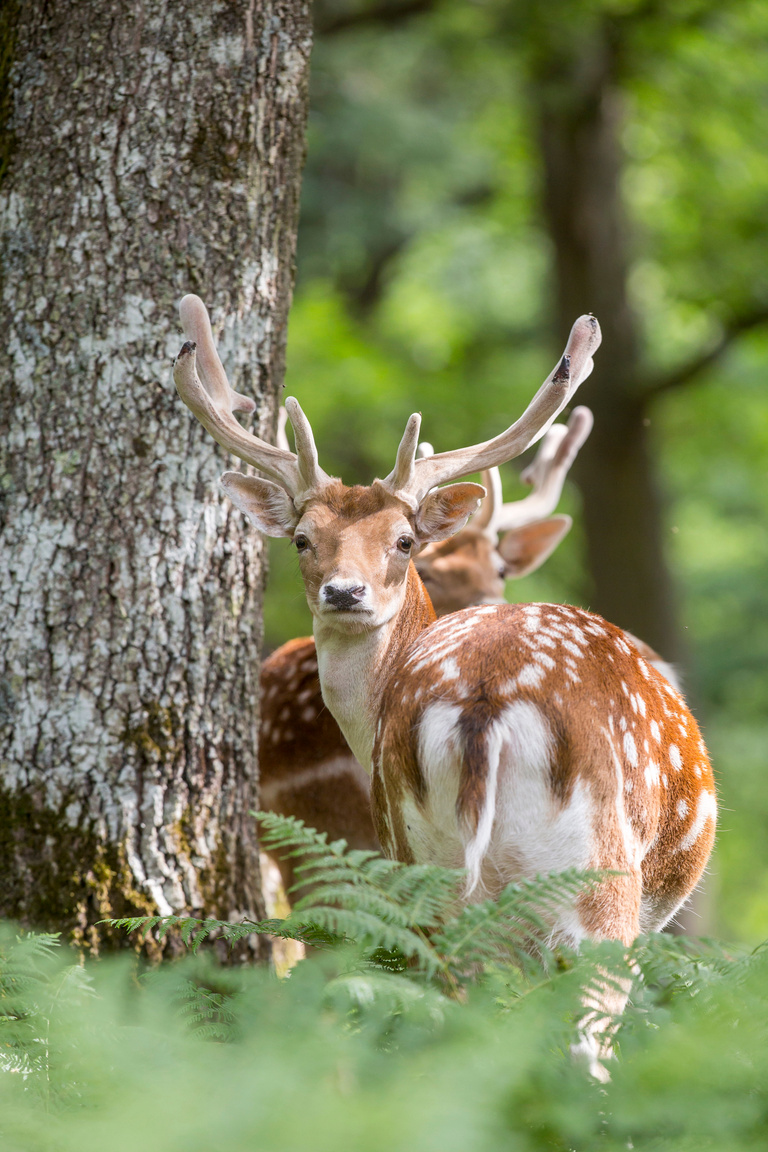 La forêt de l’Espace Rambouillet